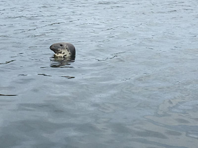 Seal
