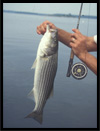 Striper