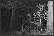 trail camera