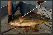 Bowfishing